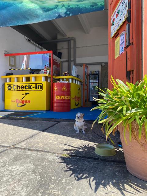 Kleiner Hund sitzt vor gelbem Check-in-Schalter und Wasserschale am Eingang von Rügen-Helikopter; daneben große Topfpflanze.