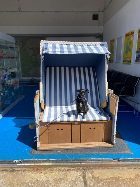 Kleiner schwarzer Hund sitzt in blau-weiß gestreiftem Strandkorb im Ausstellungsraum mit blauer Bodenmatte.