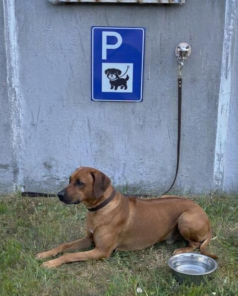 Hund wartet am Hundeparkplatz am Heliport von Rügen-Helikopter in Sassnitz – mit Wassernapf und Leinenhaken